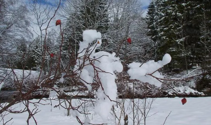 Apartment Lavida Star Alpine Hideaway Thun, Sauna, Free Parking Blumenstein