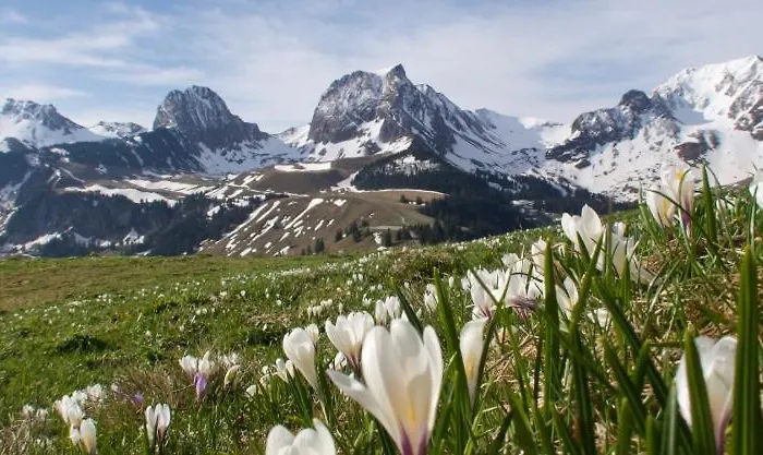 Lavida Star Alpine Hideaway Thun, Sauna, Free Parking Apartman *